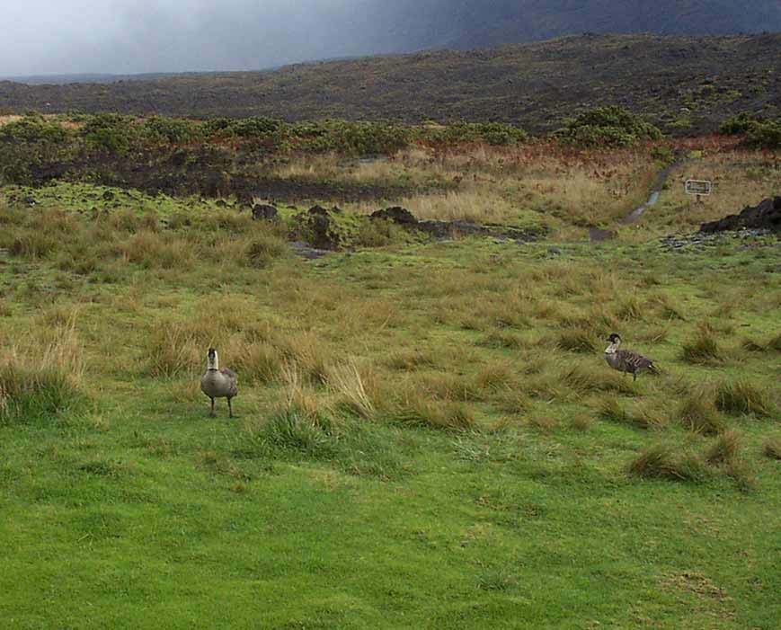 Nenes-in-front-of-cabin